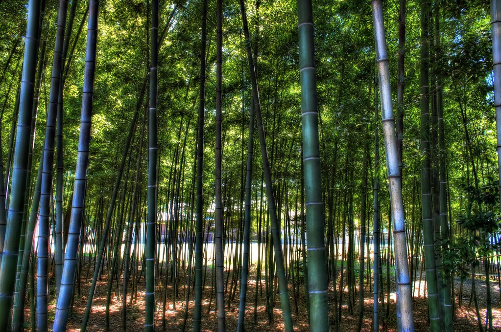bamboo