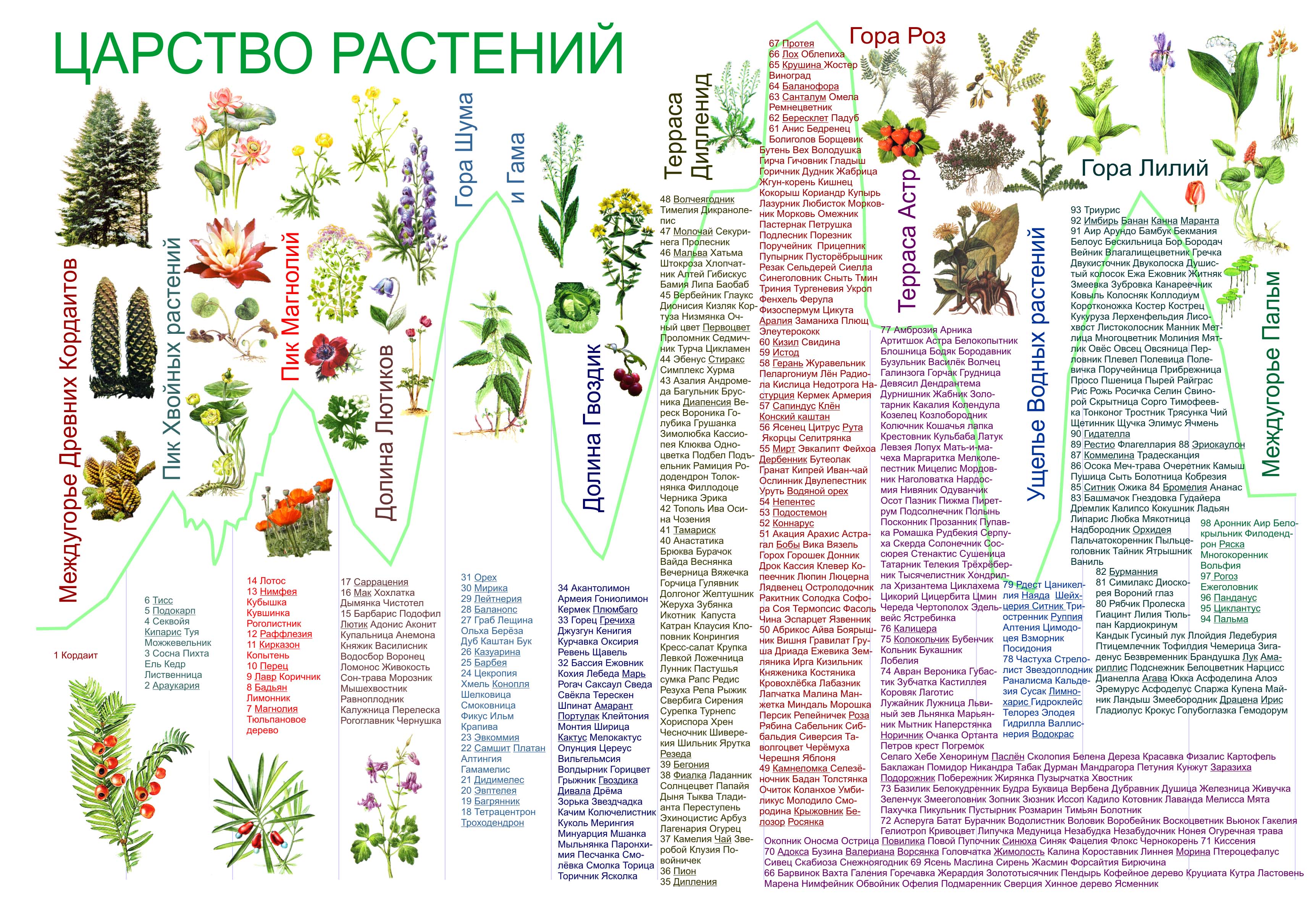 3. Заключение по производимому сну ⁤К чему снится‍ мышехвостник