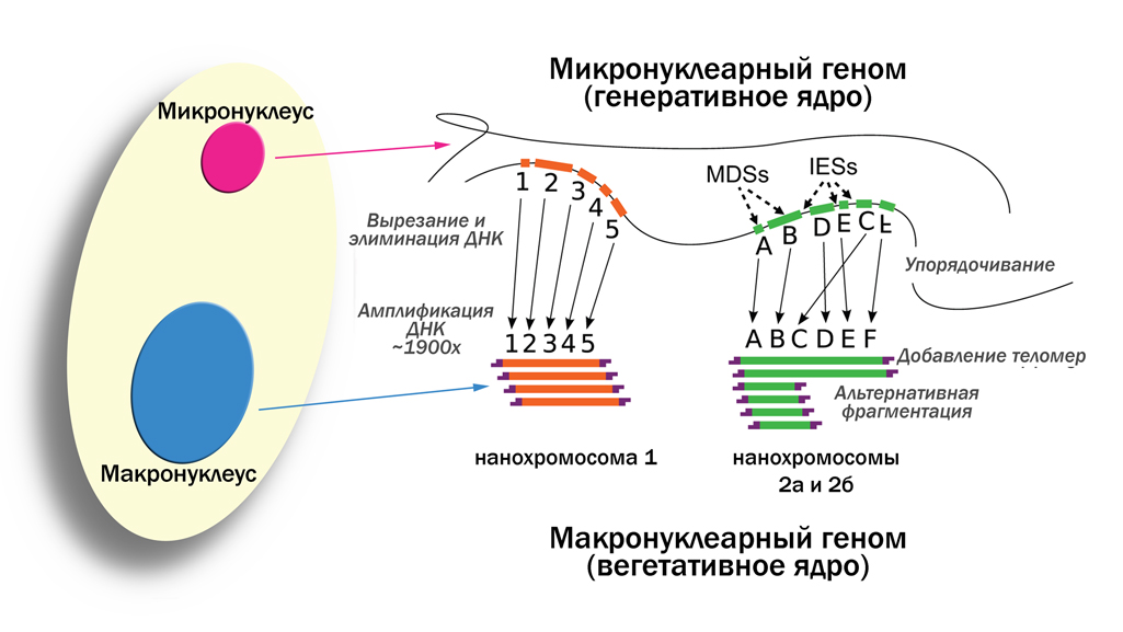 амплификация
