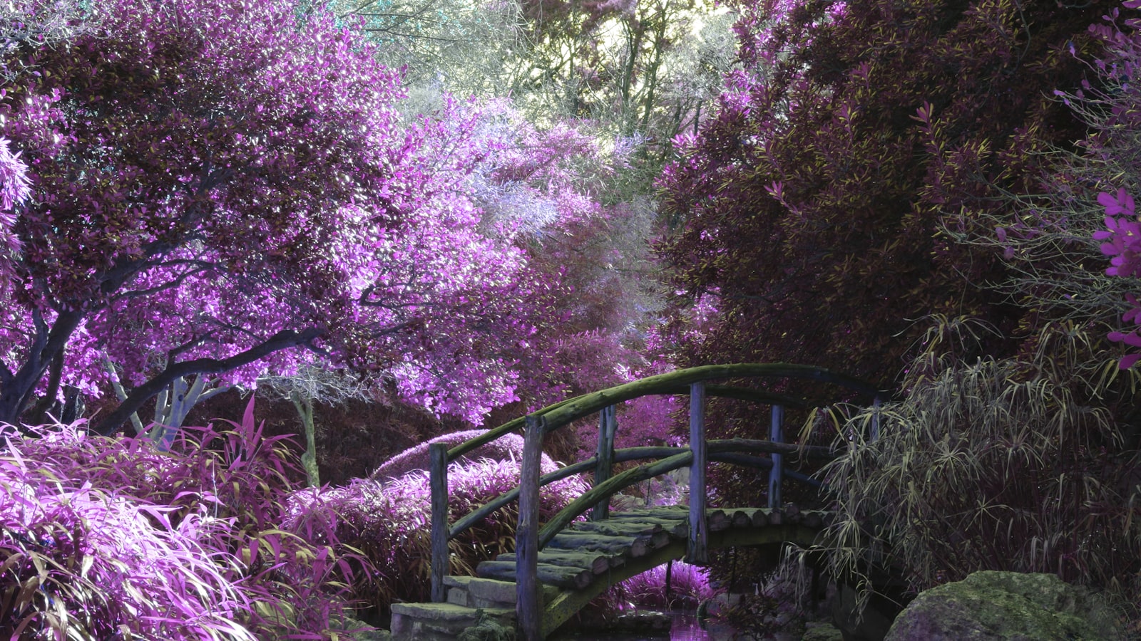 1. Бахча (garden)
2. Водство (cultivation)
3. ​Снится (dream)
4. Чему (what)