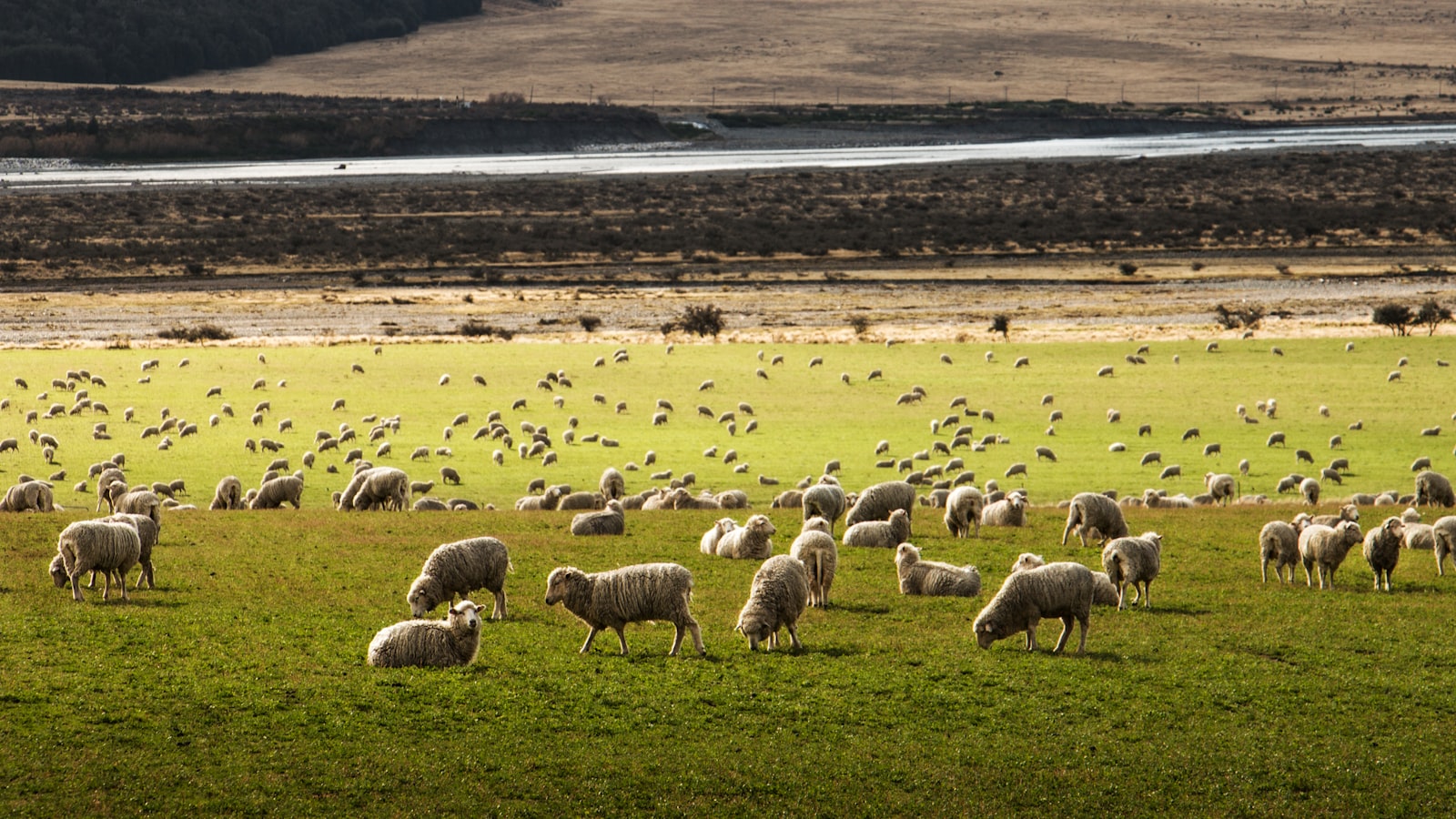 - овца (sheep)
- бык (bull)
-‍ сниться (to dream)
- к (to